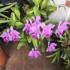 Meet your Posher, Luisa